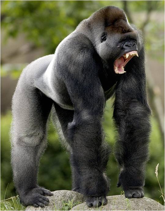 silverback-gorilla.jpg