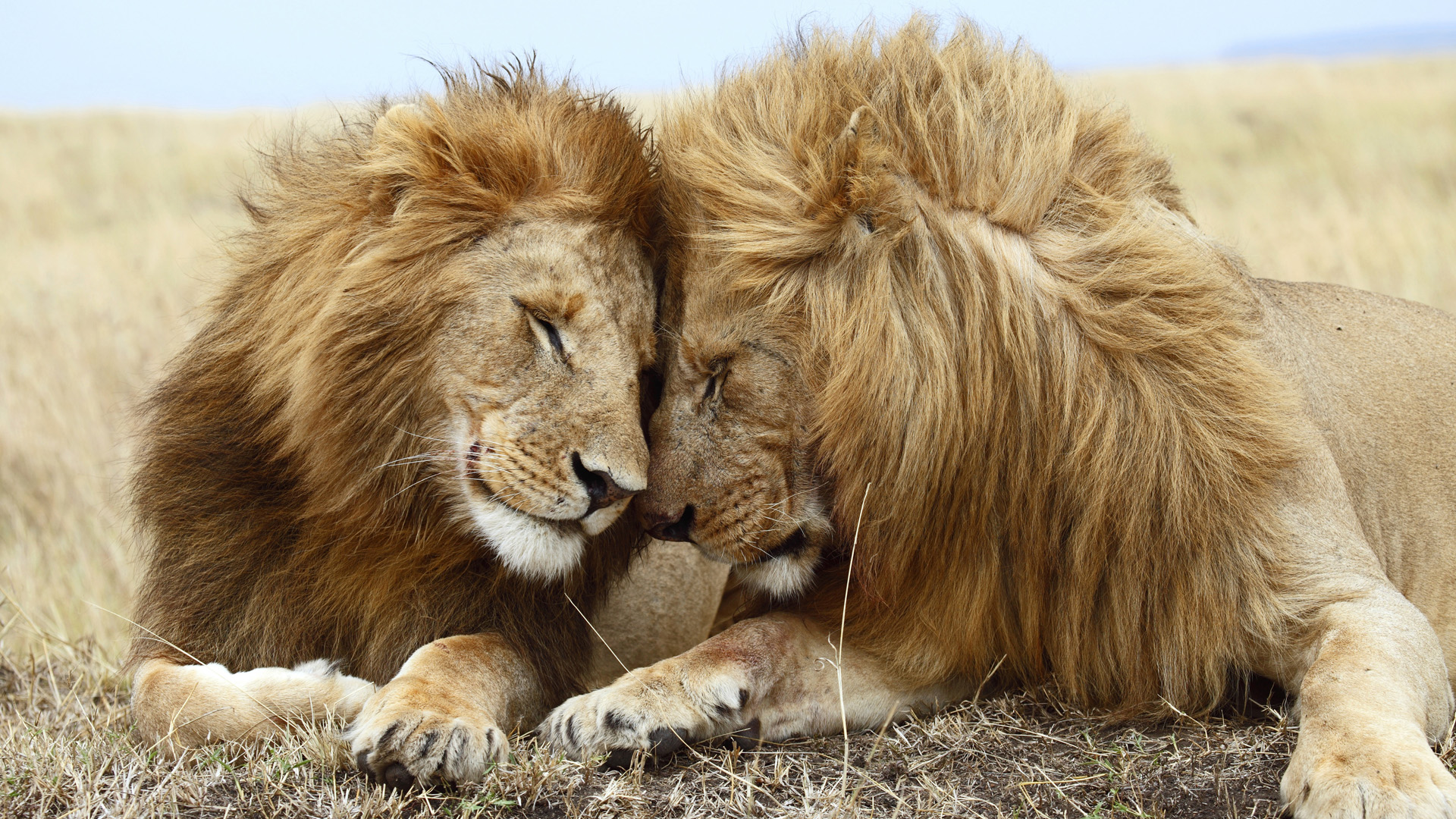 two-male-lions-panthera-masai-mara-national-reserve-kenya-by-frank-stober.jpg